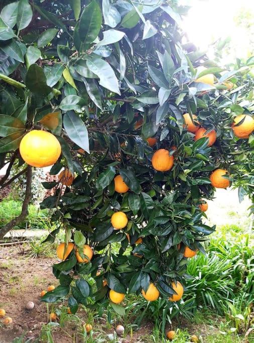 דירות טומאר Casa Alegria - The Orangery מראה חיצוני תמונה