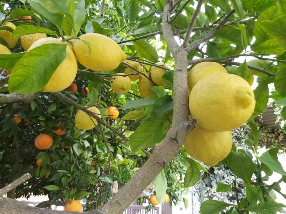 דירות טומאר Casa Alegria - The Orangery מראה חיצוני תמונה